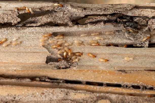 Best Cockroach Control Services  in Bellingham, WA