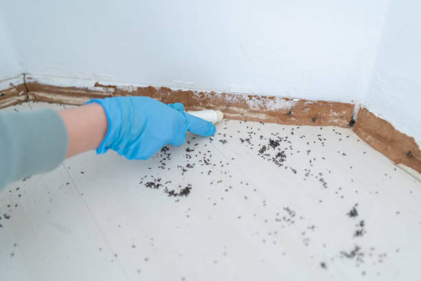 Best Rodent Control Near Me  in Bellingham, WA